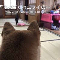 黒猫のアピールを落ち着いて見守る柴犬