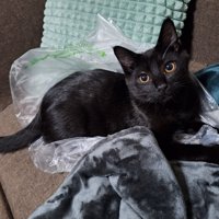 ソファでくつろぐ黒猫