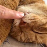 飼い主にベロを触られる猫