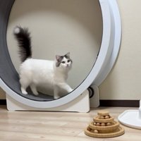振り向く猫