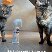 2匹の猫
