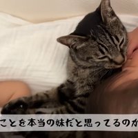 子供達と一緒に寝ている猫