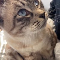 見上げる猫の顔