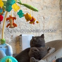 メリーを見ている猫