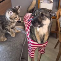 しっぽを振りながら猫を見つめる赤い服を着た犬