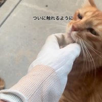 あごをなでられる猫