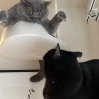 手を広げて脅かすブリティッシュショートヘアと驚く黒猫