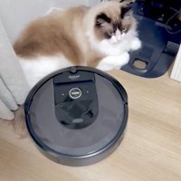 動くロボット掃除機を見つめる猫