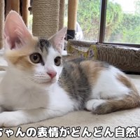 遠くを見ている子猫