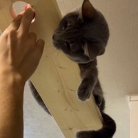 キャットウォークの穴からボールを入れる飼い主