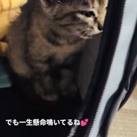 眠気を堪えて鳴く子猫