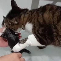 子猫をくわえる猫