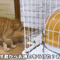 お誘いを受けるお姉ちゃん