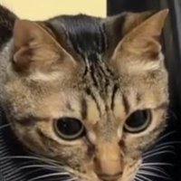 パッキングする女性の近くにやってきたキジトラ猫