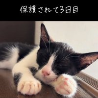 寝そべる子猫