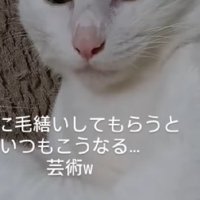 真顔の猫
