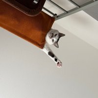 挨拶するういくん