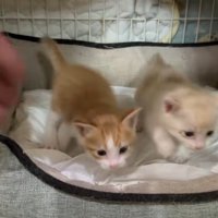 2匹の子猫