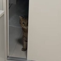 陰から見つめるみにら君