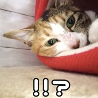 「!!?」のテロップ写真