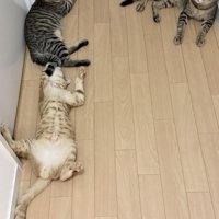 へそ天する茶トラとうつ伏せでくつろぐ2匹のキジトラ