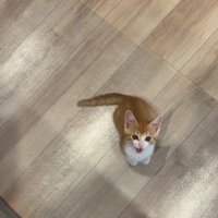 人の足元で鳴いている子猫
