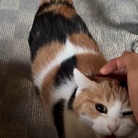 鳴く猫