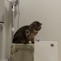 右手を振りかぶる猫