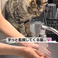 見つめる猫