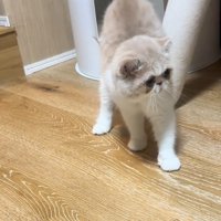 後ずさりする猫