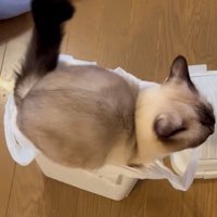 お尻を振る猫