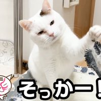 攻撃する猫