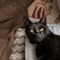 AI加工された猫