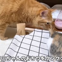 子猫のおしりのにおいを嗅ぐ成猫