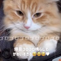 抱っこ紐の中に入っている猫