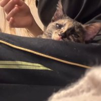 膝の上でくつろぐ猫