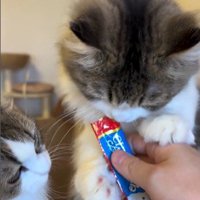 チュールをもらっている2匹の猫