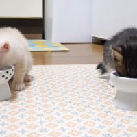 ご飯