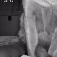 カメラの前で座っている猫（顔なしやや下向きアングル）