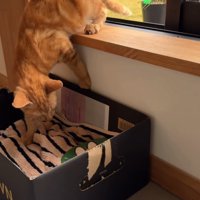 窓辺のベッドに踏み入れる子猫