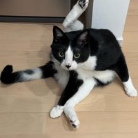 足を伸ばして毛繕いするハチワレ猫
