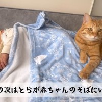 寝込んでいる赤ちゃんのそばにいる猫