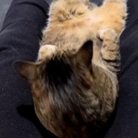 飼い主の膝の間に背中を預ける猫