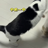 にゃんプロをする猫の写真1