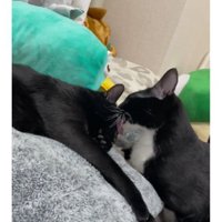 室内にいる猫たち