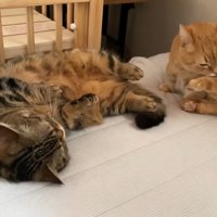 お腹を見せるメルくん