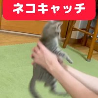 飼い主が空中で子猫をキャッチした瞬間