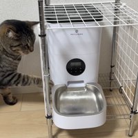 自動給餌器を触る猫