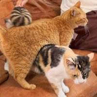 猫の模様に似たたわしブラシ