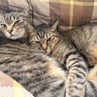横になってる猫に抱きつく猫